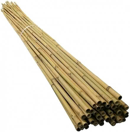 Photo of Bamboo Canes (Churchill Square area BN1) #1