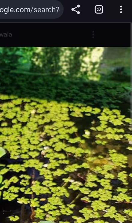Photo of free Pond plants (HU5 Hull) #1