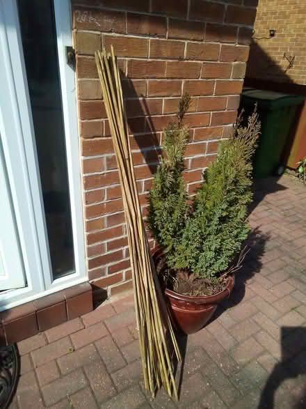 Photo of free Garden canes (Oxton) #1