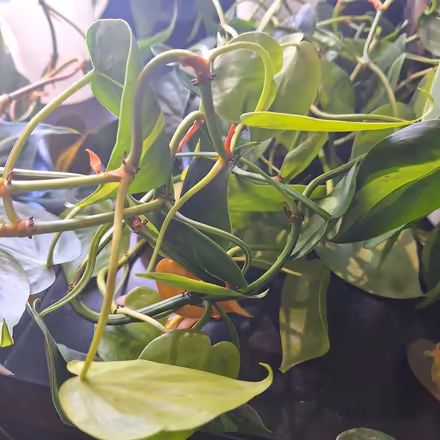 Photo of free Unrooted philodendron Brasilia (Rainier Beach, Seattle) #2