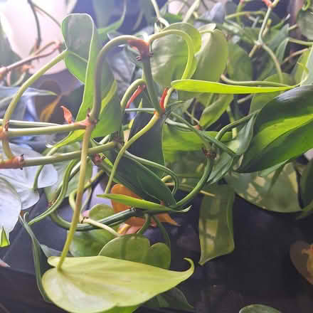Photo of free Unrooted philodendron Brasilia (Rainier Beach, Seattle) #2