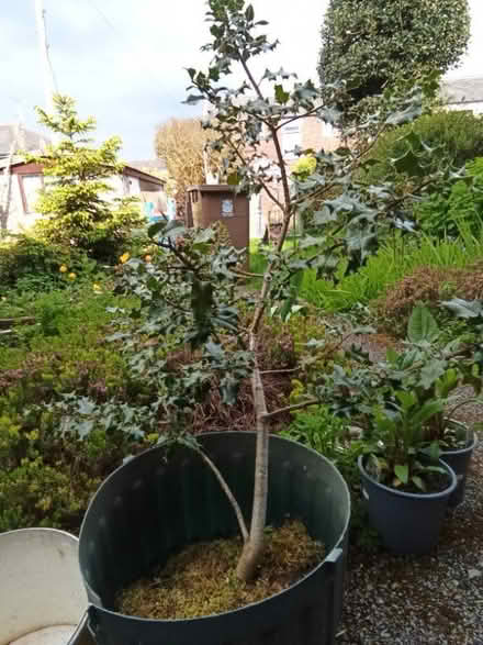 Photo of free Holly bush (Spotland Bridge OL12) #1