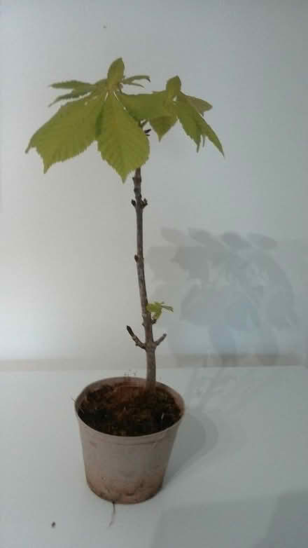 Photo of free Horse chestnut saplings (Chalvington BN27) #1