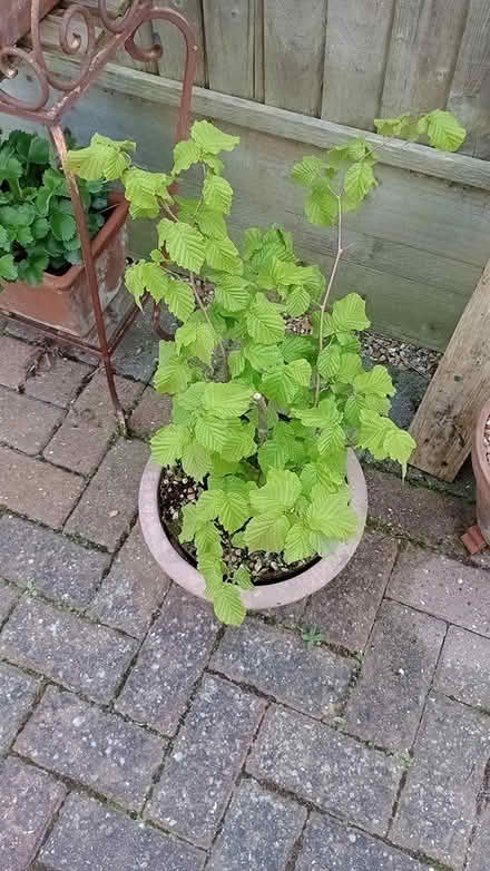 Photo of free Britsh Native Shrub/Tree Hornbeam? (ME10) #1