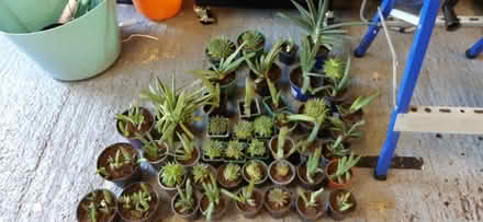 Photo of free Succulent plants, various (St Anne's on the Sea FY8) #1