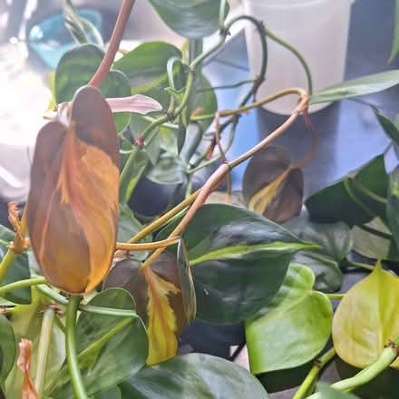 Photo of free Unrooted philodendron Brasilia (Rainier Beach, Seattle) #1