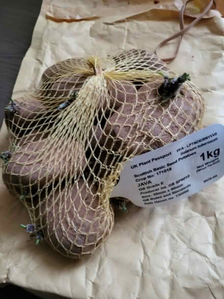 Photo of free Seed Potatoes (Sowerby YO7) #1