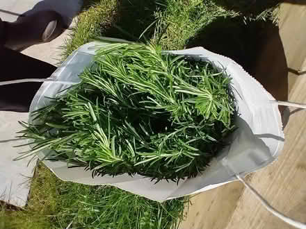 Photo of free Fresh Rosemary Cuttings (Caversham Heights RG4) #1