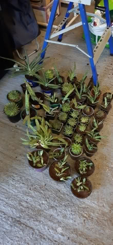 Photo of free Succulent plants, various (St Anne's on the Sea FY8) #2