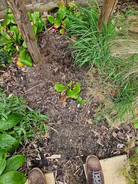 Photo of free Bergenia plants (Chineham Park RG24) #3