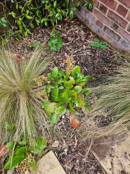 Photo of free Bergenia plants (Chineham Park RG24) #2