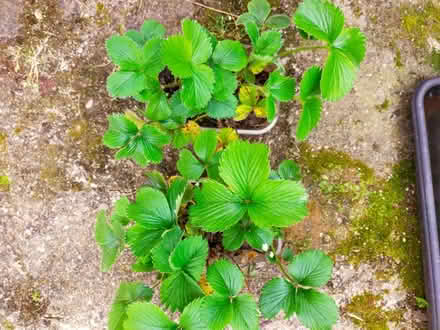 Photo of free Strawberry plants (Littleover DE23) #1