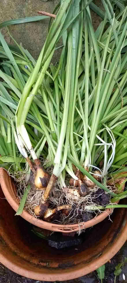 Photo of free Daffodil bulbs (Harrogate HG2) #1
