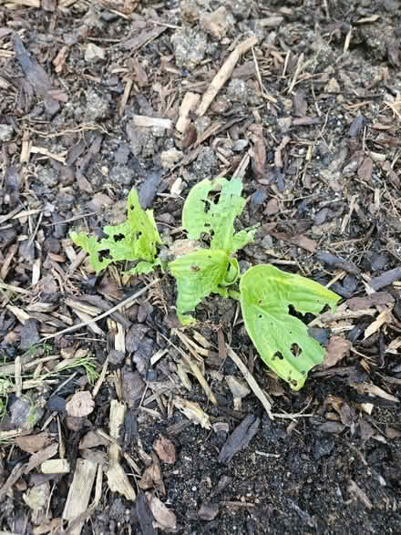 Photo of free Hosta plants (Chineham Park RG24) #2