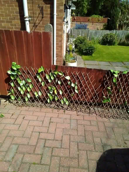 Photo of free Folding garden trellis (Oxton) #1