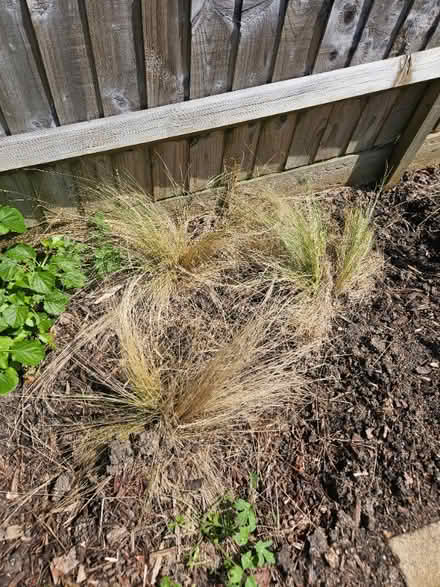 Photo of free 5 long grasses (Chineham Park RG24) #1