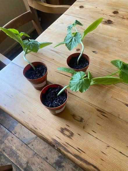 Photo of free Courgette (Emmer Green RG4) #1