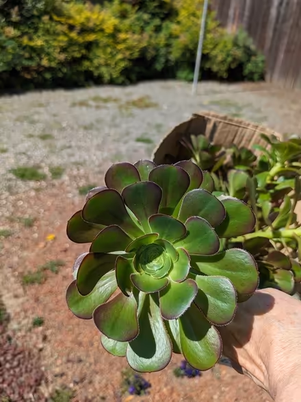 Photo of free Succulent Trimmings (Sunnyvale near Sprouts) #3