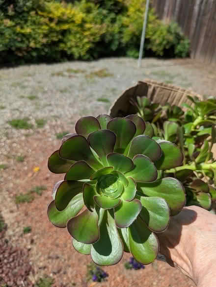 Photo of free Succulent Trimmings (Sunnyvale near Sprouts) #3