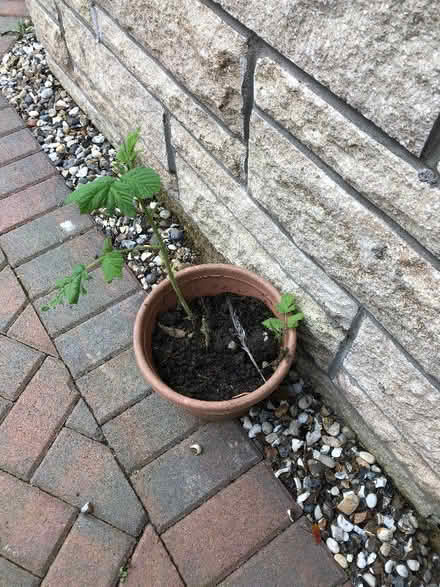 Photo of free Raspberry plants (Gogarloch EH12) #1