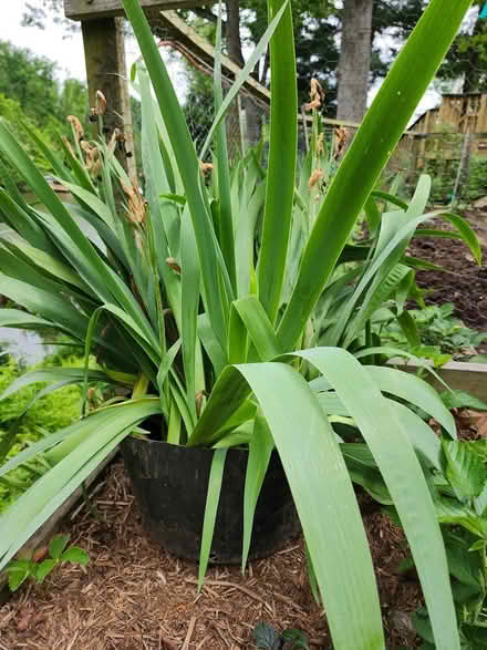 Photo of free Purple iris plants (Cap Hill 20002) #1