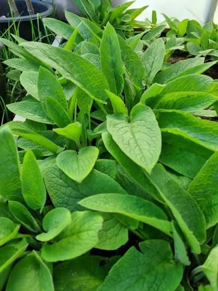 Photo of Comfrey plant. (Wood Top) #1