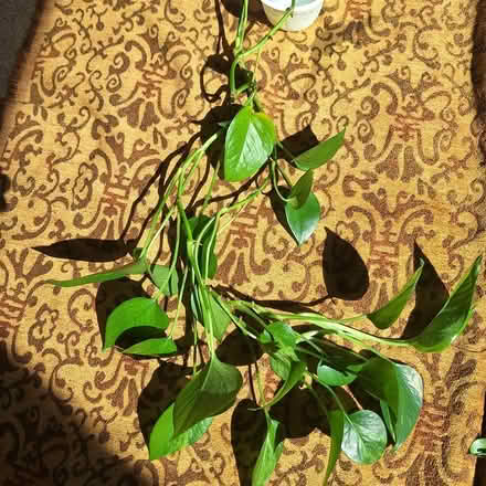 Photo of free I unrooted cuttings (Rainier Beach, Seattle) #1