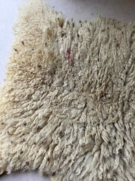 Photo of free Sheepskin (Cricket Road OX4) #2
