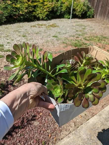 Photo of free Succulent Trimmings (Sunnyvale near Sprouts) #1