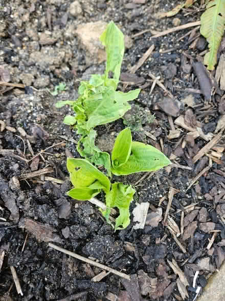 Photo of free Hosta plants (Chineham Park RG24) #4