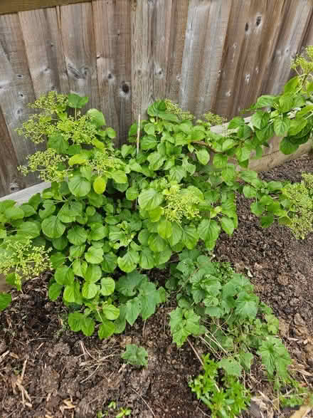Photo of free Hydrangea (Chineham Park RG24) #1