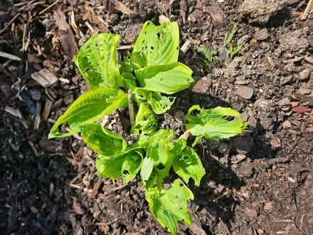 Photo of free Hosta plants (Chineham Park RG24) #1