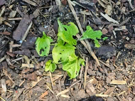 Photo of free Hosta plants (Chineham Park RG24) #3