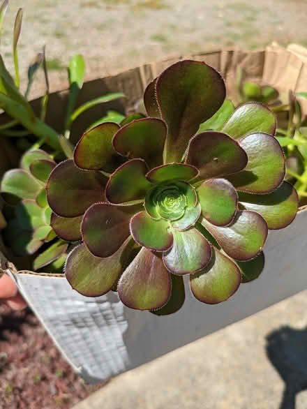 Photo of free Succulent Trimmings (Sunnyvale near Sprouts) #2
