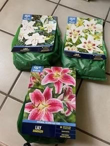 Photo of free Lily Flower Bulbs (94579 (San Leandro)) #1