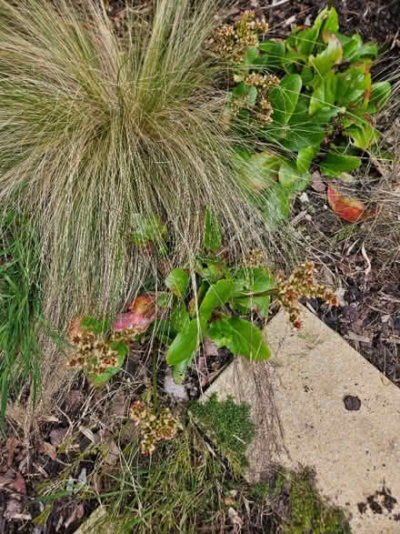 Photo of free Bergenia plants (Chineham Park RG24) #1
