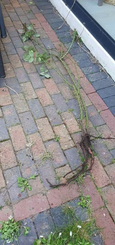 Photo of free Rose Bush (Hengistbury Head BH6) #1