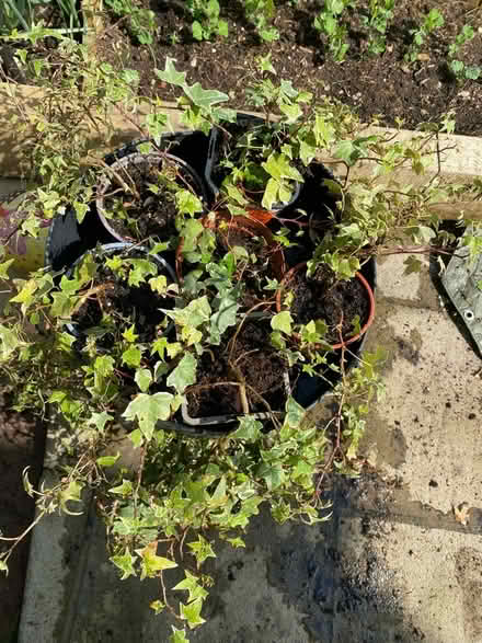 Photo of free Ivy plants (Addlestone) #1