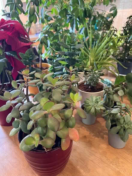 Photo of free House Plants (SN11) #3
