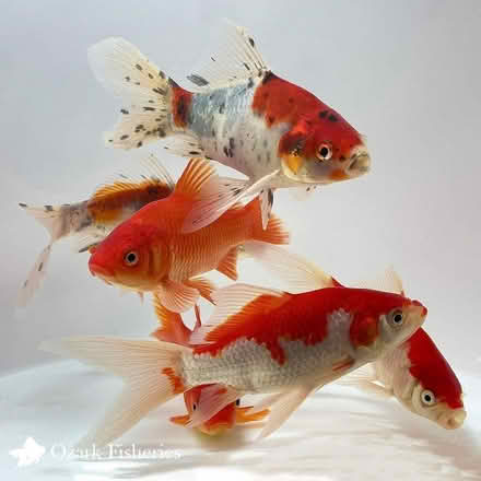 Photo of Shubunkin and goldfish for our pond (Woodley RG5) #1