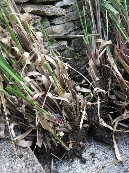 Photo of free Pampas grasses (Box GL6) #1