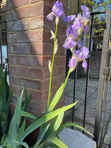 Photo of free Irises (E8 London Fields) #1