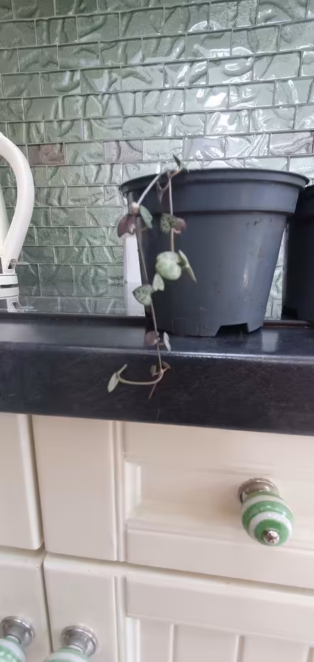 Photo of free string of hearts (Hengistbury Head BH6) #1