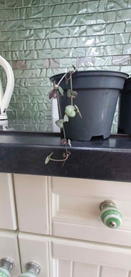 Photo of free string of hearts (Hengistbury Head BH6) #1