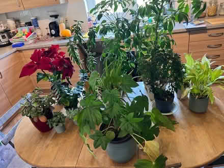 Photo of free House Plants (SN11) #4