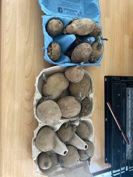 Photo of free Chiitted dead potatoes (Oxford OX3) #1