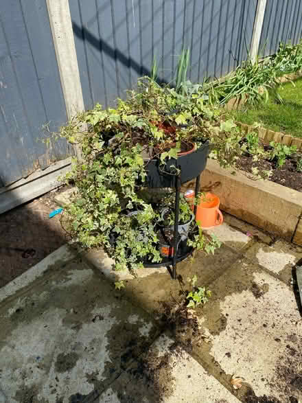 Photo of free Ivy plants (Addlestone) #2