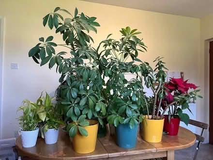 Photo of free House Plants (SN11) #2