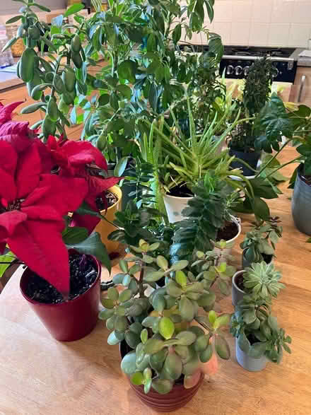 Photo of free House Plants (SN11) #1