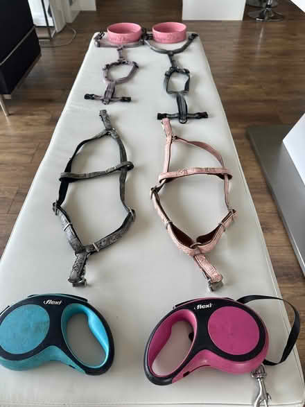Photo of free 2 dog harnesses + leads (Westcliff SS0) #1